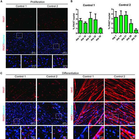 Pax7 Expression During In Vitro Proliferation And Differentiation Of