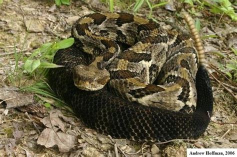 Timber Rattlesnake (Crotalus horridus) - Indiana Herp Atlas