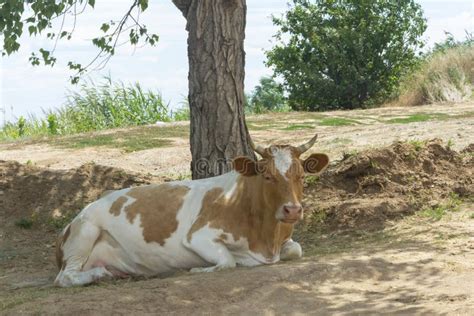 Cow Sleeps Under Tree In The Open Air Selective Focus Close Up Stock