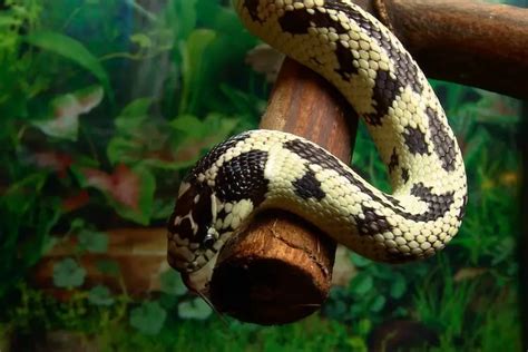 California Kingsnake: Is This Stunning Snake Right For You? - Everything Reptiles