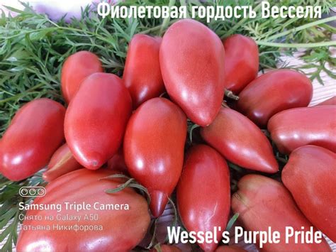 Томат Фиолетовая гордость Весселя: ОТЗЫВЫ (8), фото, урожайность ...