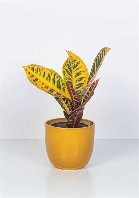 Комнатные растения и цветы в горшках купить в Минске - cactus.by