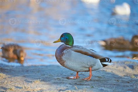 Drake mallard duck, close up 9755117 Stock Photo at Vecteezy