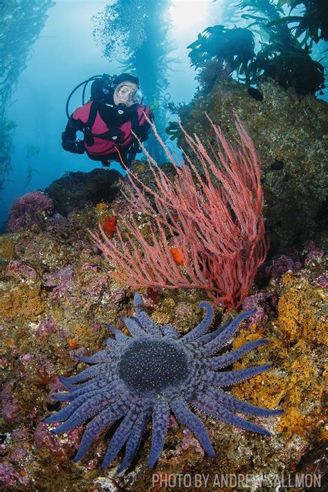 channel islands scuba diving | Scuba diving, Best scuba diving, National parks