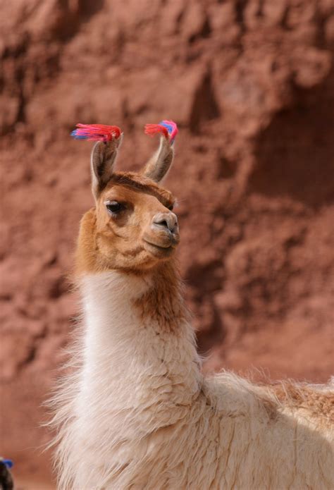 A Llama Alpaca Poses For The Camera On Bolivias Altiplano By