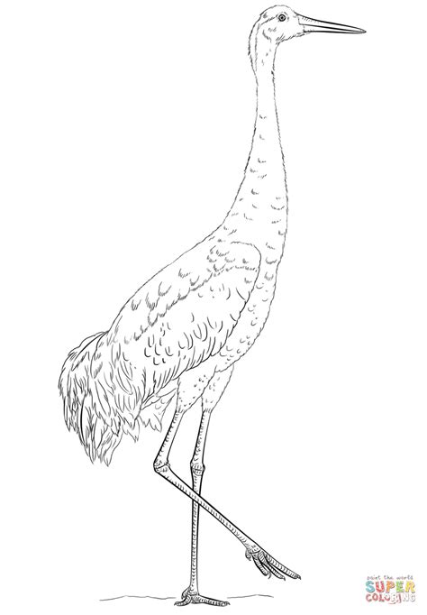 Sandhill Crane Coloring Page Free Printable Coloring Pages