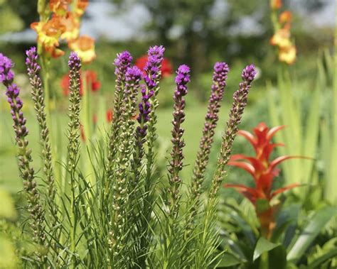 Купить лиатрис спиката (liatris spicata), 3 шт (разбор 12/14) по цене ...