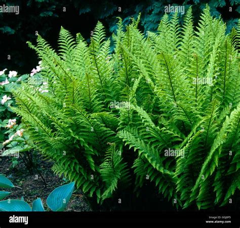 Dryopteris Affinis Crispa Group Syn D Borreri Crispa FER052081