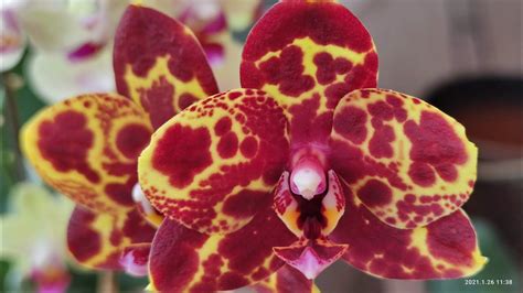 ЗМЕИНАЯ КОЖА ФАЛЕНОПСИС. PHAL SNAKESKIN (GW ) МОЯ ОРХИДЕЯ НАРЦИСС ...