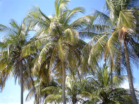 Gallery - PR - Coconut Tree