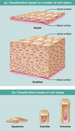 Lab Practical 1 Tissues Flashcards Quizlet