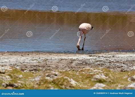 Flamingos in Atacama Desert Chile South America Stock Photo - Image of ...