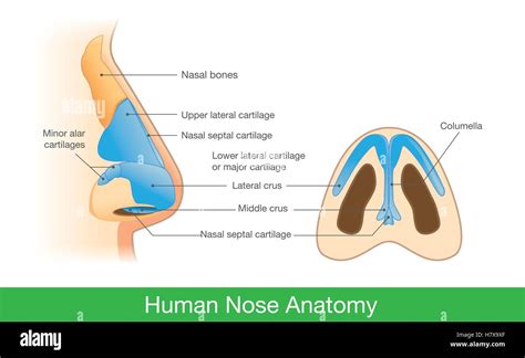 Nose Cartilage Hi Res Stock Photography And Images Alamy