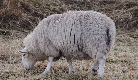 White Sheep Breeds - Homestead Geek