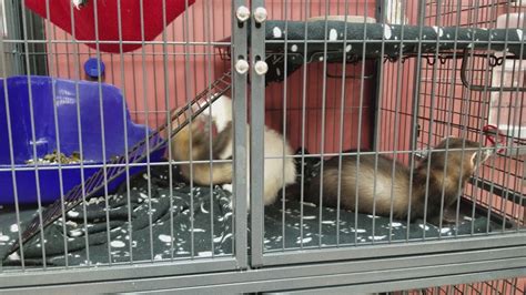 Two Ferrets Fighting Aggressively At Petland YouTube