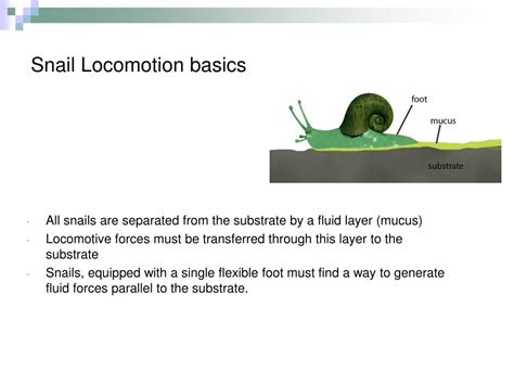 Ppt Robosnail 1 Snail Inspired Fluid Locomotion Powerpoint