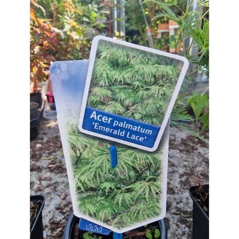 Японски ацери комплект 9 броя от Plants.bg с отлична цена
