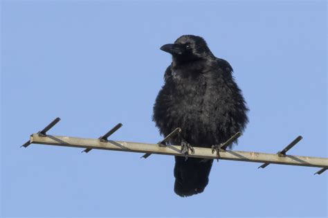 carrion crow birdforum