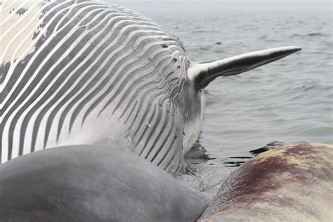 Fin whale discovered in QCL fishing grounds