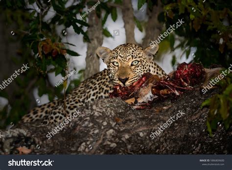 3,776 Leopard Eating Images, Stock Photos & Vectors | Shutterstock