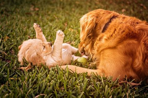 Golden Retriever Cuccioli Comportamento E Carattere