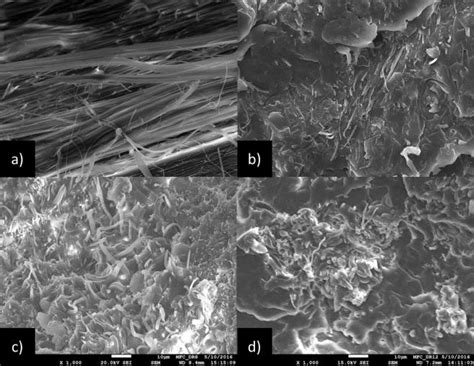 Sem Micrograph Of Freeze Fracture Surface Under Liquid Nitrogen Of A