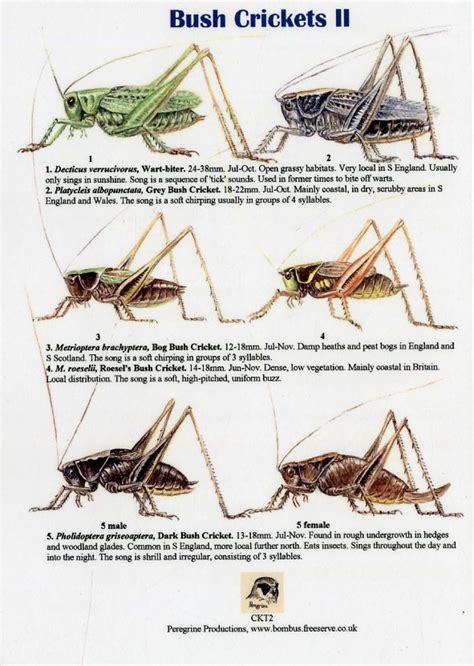 Bush Crickets II NHBS Field Guides Natural History