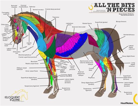 Horse Anatomy Horses Equine Veterinary