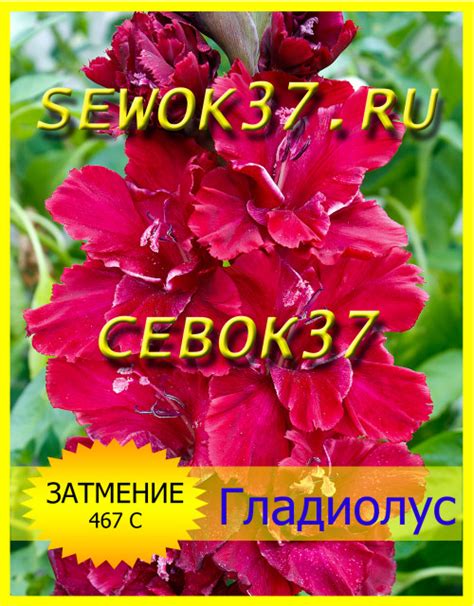 Питомники растений в Иванове рядом со мной – Купить растения: 20 ...