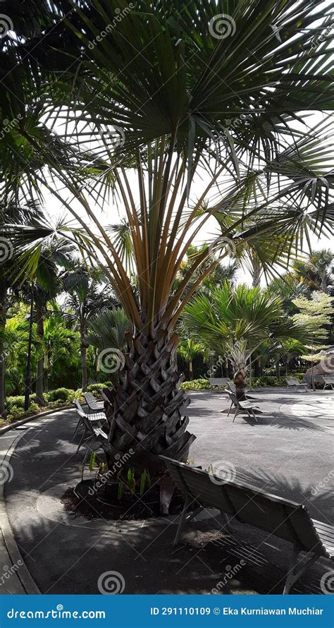 Garden by the Bay stock image. Image of garden, tropics - 291110109