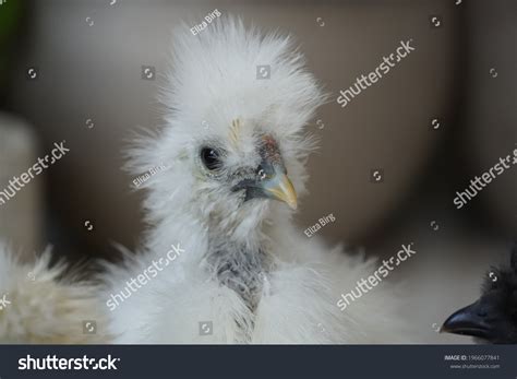 Naked Neck Silkie Showgirl Chicks White Stock Photo