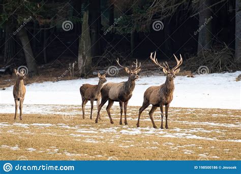 Majestuosos Ciervos Rojos Parados En Los Pastizales En Invierno Foto