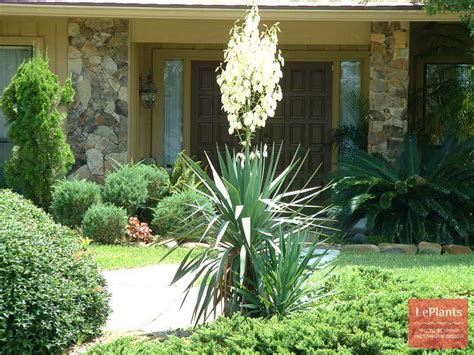 Юкка сизая (Yucca glauca) — описание, выращивание, фото | на LePlants.ru