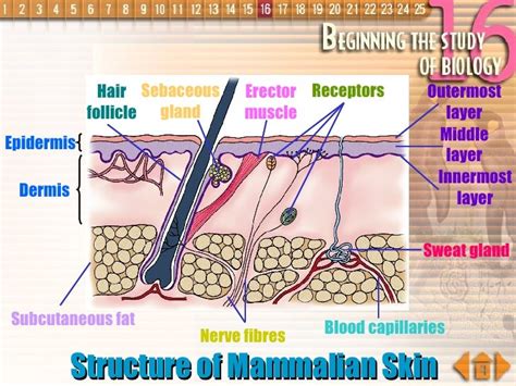 Homeostasis In Mammals Ar