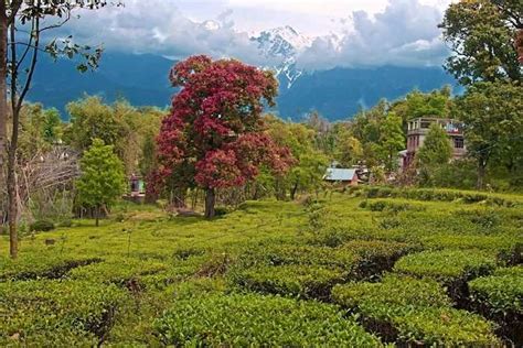 Updated Things To Do In Palampur For An Epic Vacay