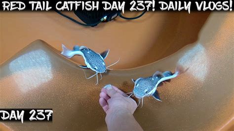 Day 237 Daily Red Tail Catfish Vlog Watch Them Grow YouTube