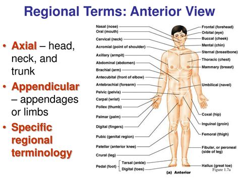 Manual Anatomy Body Region