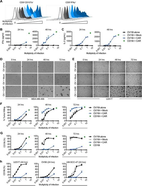 Human Ovarian Cancer Cell Lines Ov 90 Atcc Bioz