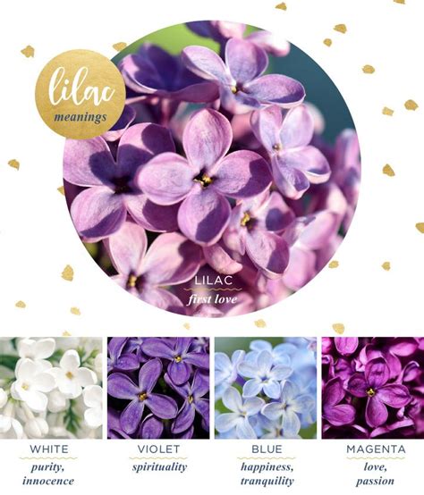 Lilac Meaning and Symbolism - FTD.com | Flower meanings, Lilac flowers ...