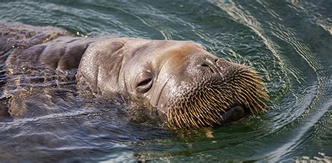 Freya the walrus is euthanized in Oslo - The Norwegian American