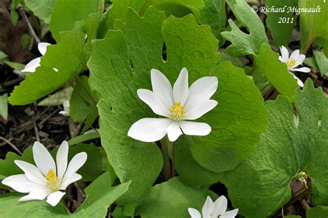 Sanguinaire Du Canada Bloodroot Sanguinaria Canadensis 5m11 Photo