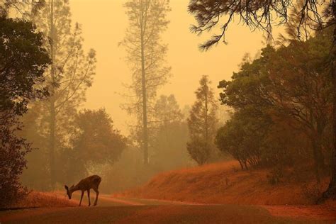 Carr Fire 1000 Structures Destroyed Or Damaged As Wildfire Rages In