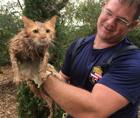 Cat Jumped Off The Roof And Landed In A Storm Pipe Land Of Cats