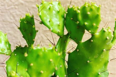 195 Opuntia Varieties: Identification and Care Guide | Succulent Alley