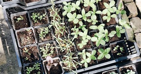 Vivian En Mark Onkruid Kan De Mooie Planten Wegdrukken Vtwonen