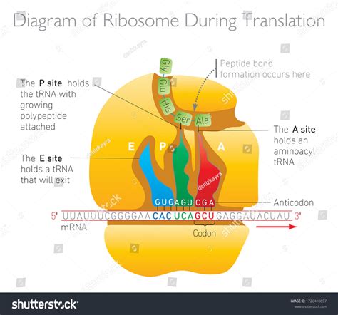 Ribosome During Translation Vector Illustration Biology เวกเตอร์สต็อก