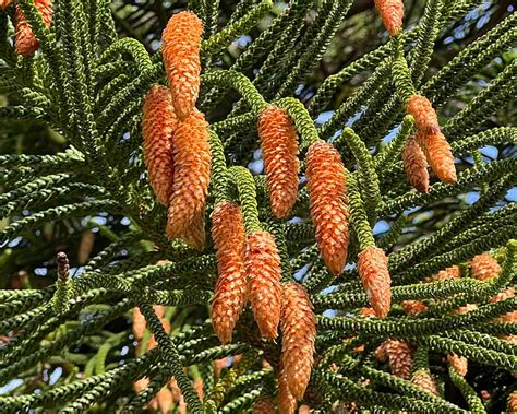 Araucaria Heterophylla