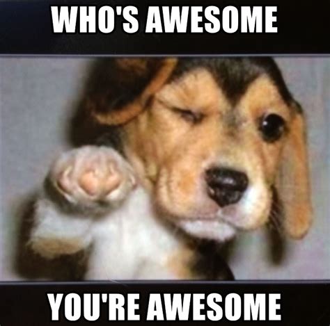 Youre Awesome Meme Dog