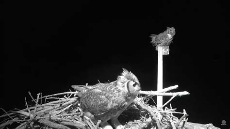 Great Horned Owls Mating 30jan2018 Youtube