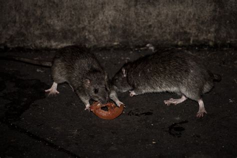 Paris Pourquoi Les Rats Sont Ils De Plus En Plus Nombreux Dans Les